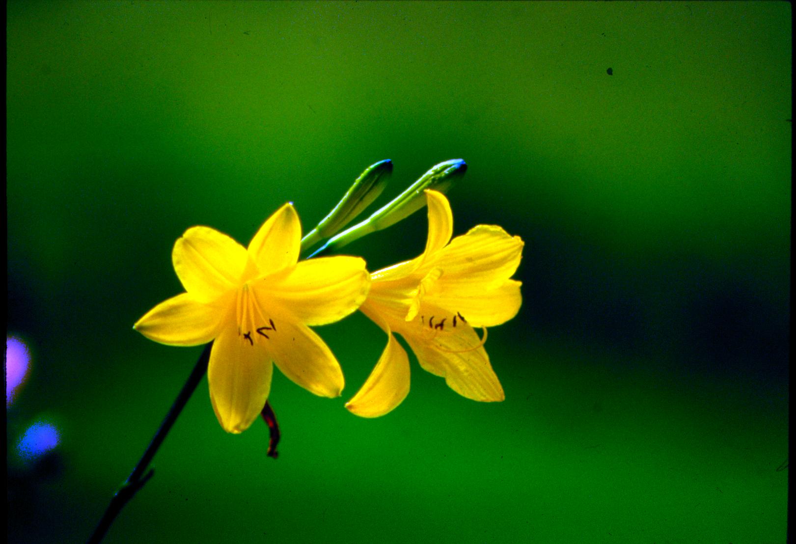 Hemerocallis flava - Giglio dorato